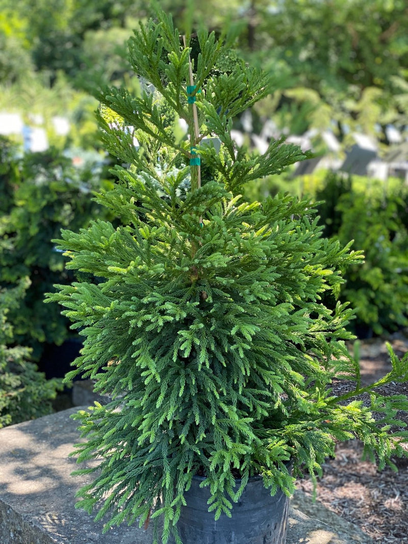 Cryptomeria j Gyokuryu 