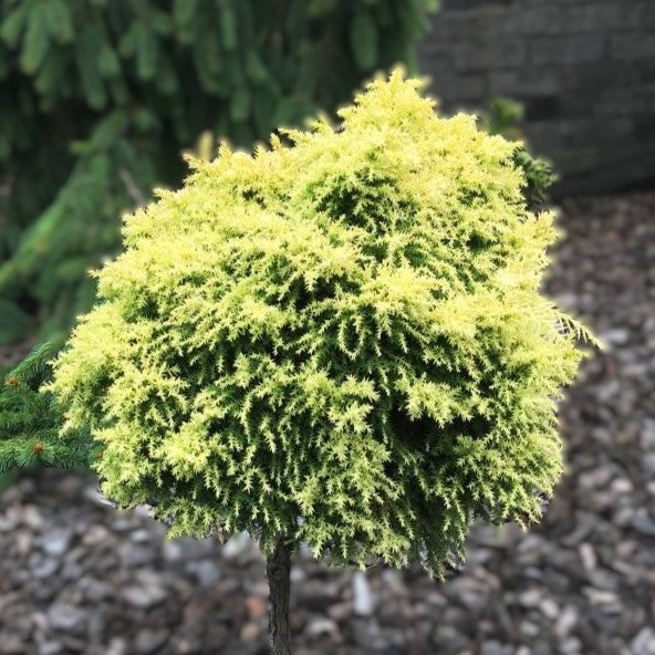 Cryptomeria j Twinkle Toes 