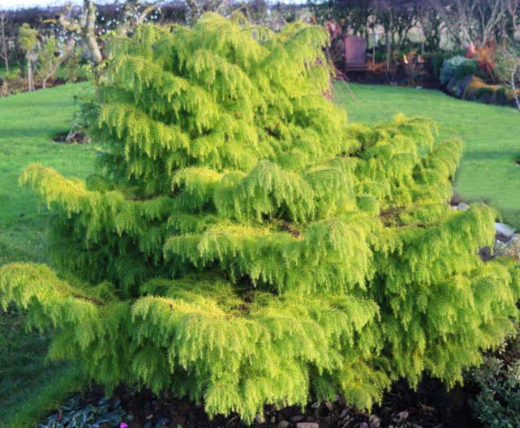 Cryptomeria j Elegans Aurea 