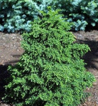 Cryptomeria j Tansu  