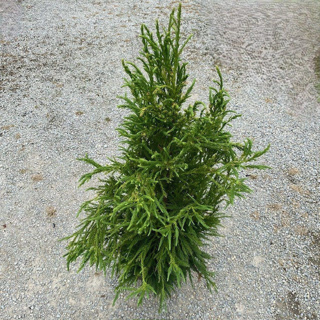 Cryptomeria j Yoshino 