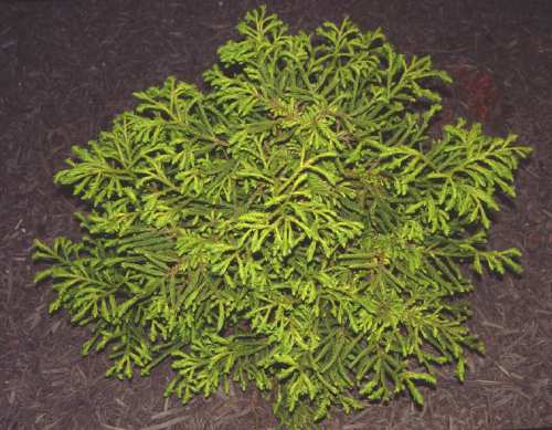 Cryptomeria j Spiralis 