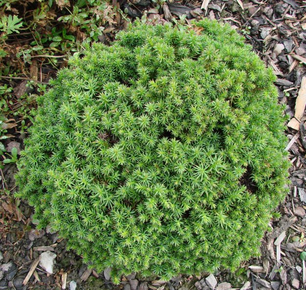 Cryptomeria j Birodo 