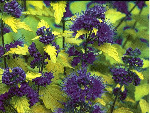 Caryopteris Sunshine Blue II 