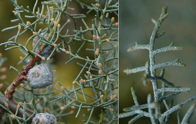 Cupressus glabra Blue Ice 