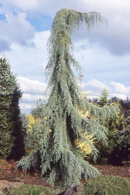 Cupressus glabra Raywood Weeping spec