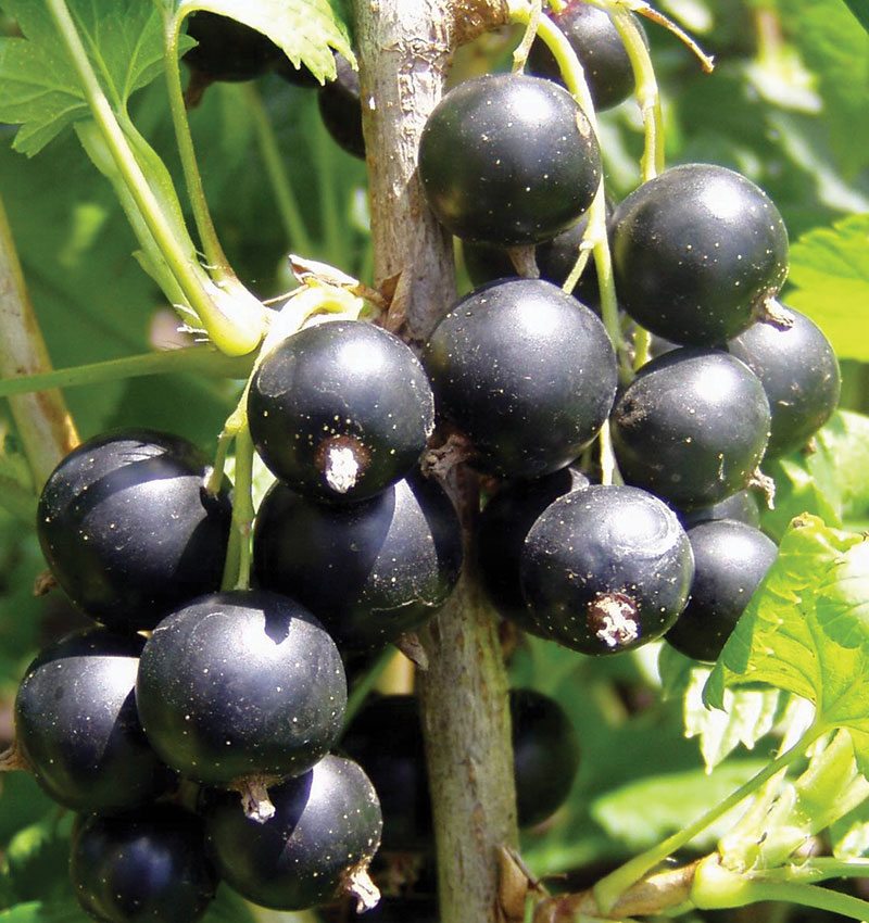 Fruit-Currant-Consort 