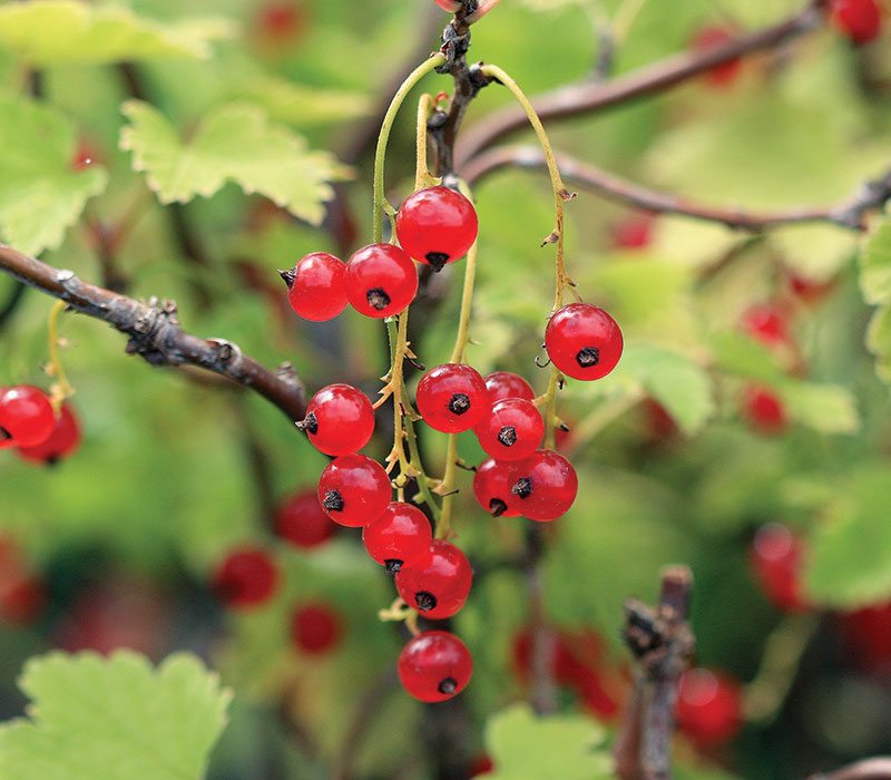 Fruit-Currant-Red Lake 