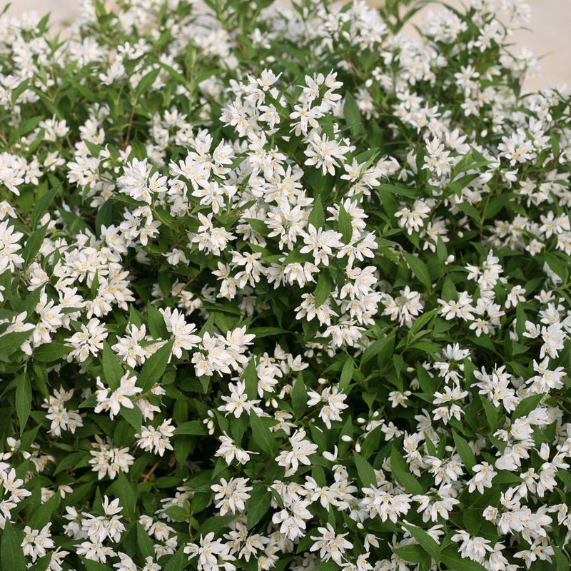 Deutzia yuki Snowflake 