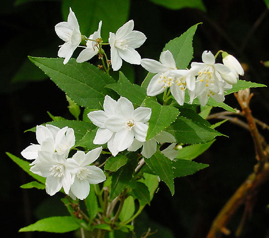 Deutzia gracilis 