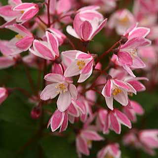 Deutzia yuki Cherry Blossom 