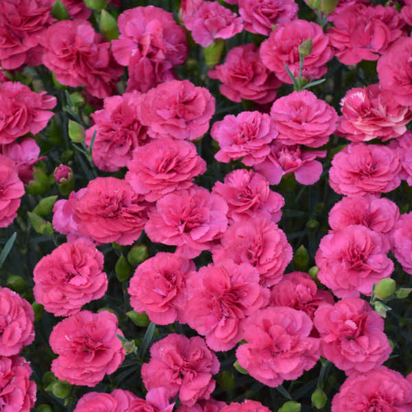 Dianthus Double Bubble 1 qt