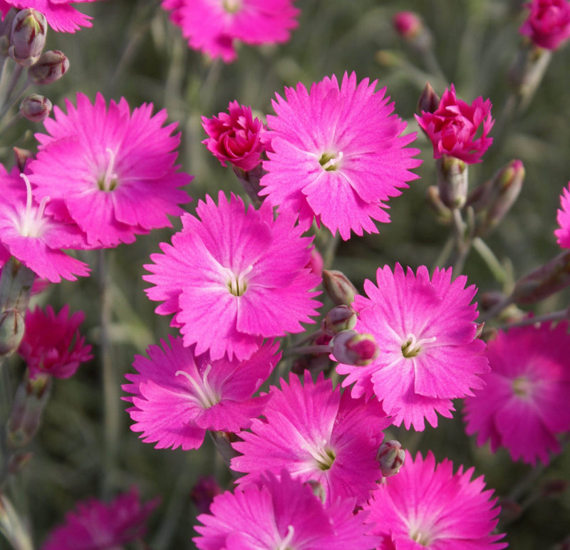 Dianthus Firewitch 