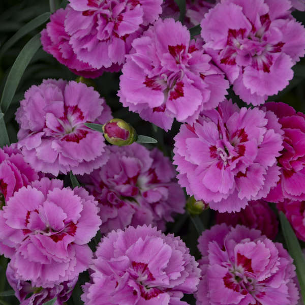 Dianthus Goody Gumdrops 1 qt