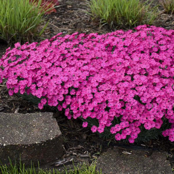 Dianthus Paint the Town Magenta 