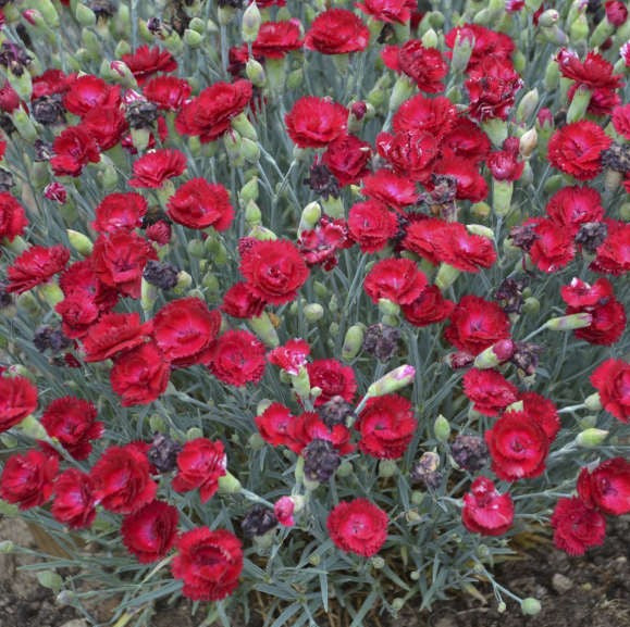 Dianthus Electric Red 1qt