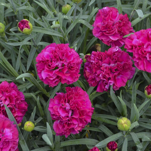 Dianthus Funky Fuchsia PW