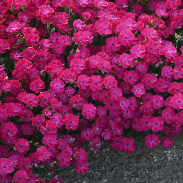 Dianthus Paint the Town Red PW