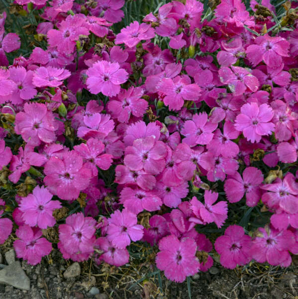 Dianthus Pinky Promise 1 qt