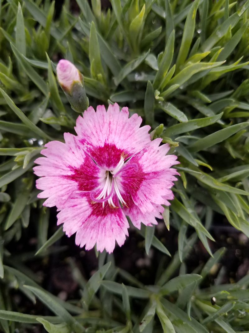 Dianthus Plum Glory 1 qt