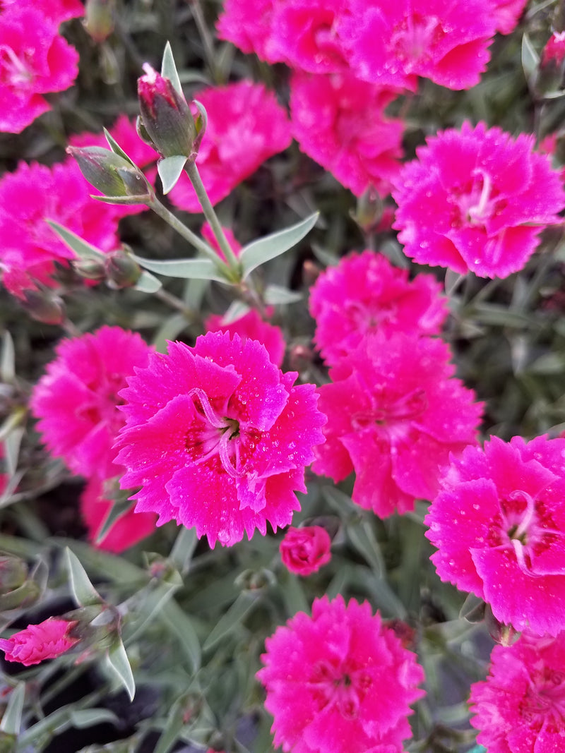 Dianthus Red Delicious 1 qt