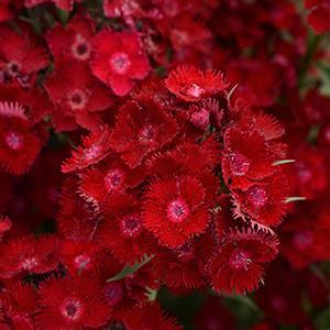 Dianthus barbatus Rockin&