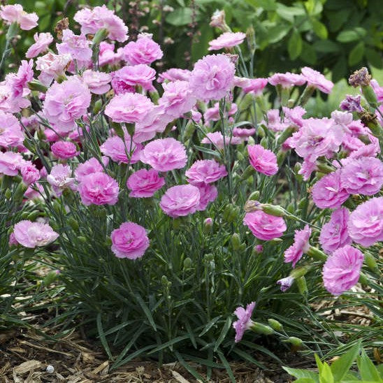 Dianthus Sweetie Pie PW