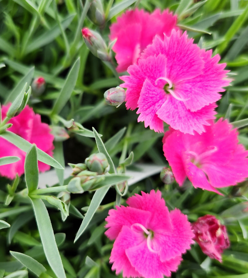 Dianthus Vivid Bright Light 