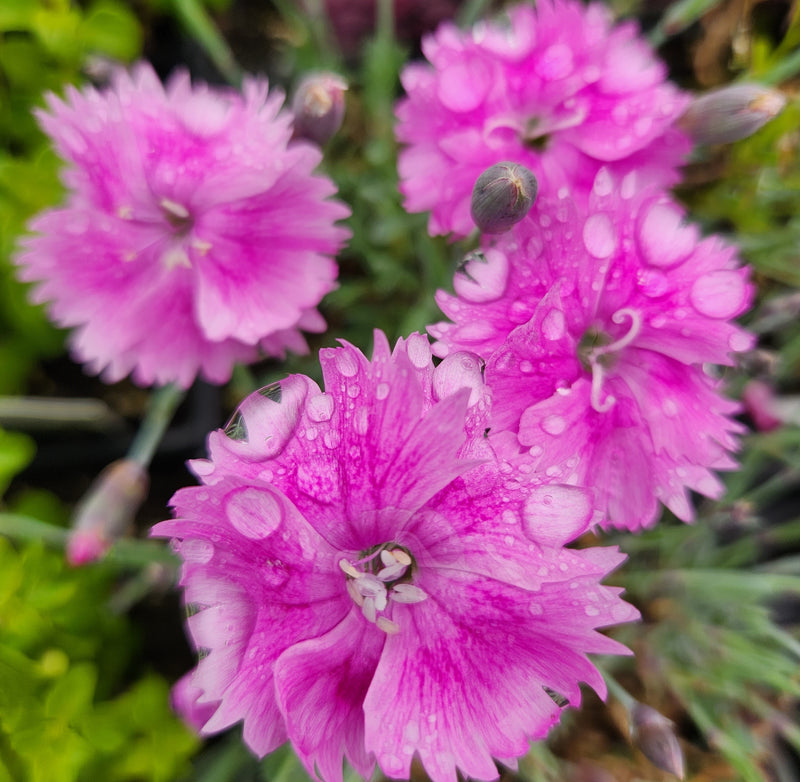 Dianthus Watermelon Ice 1 qt