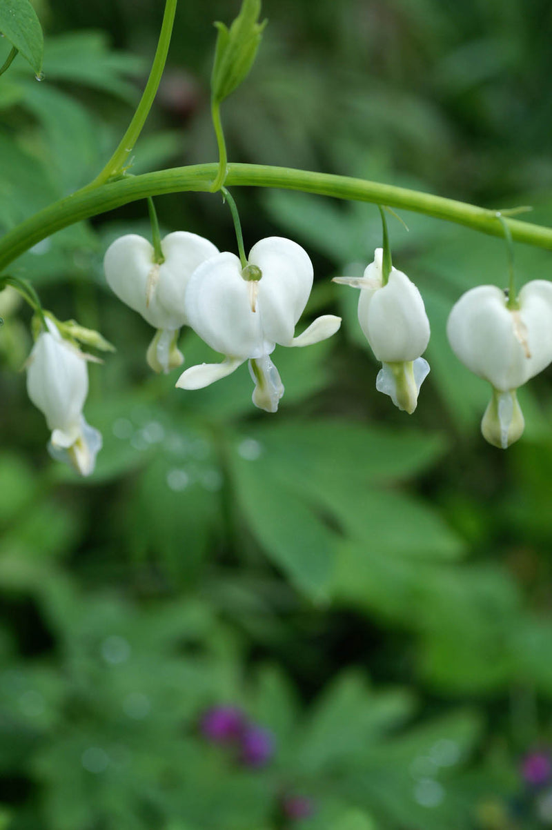 Dicentra spectabilis alba 