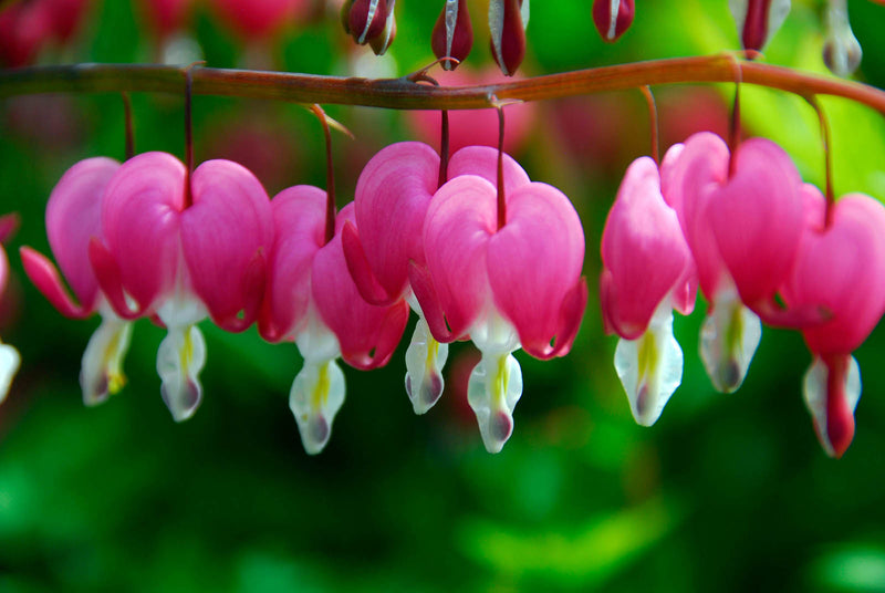Dicentra spectabilis 