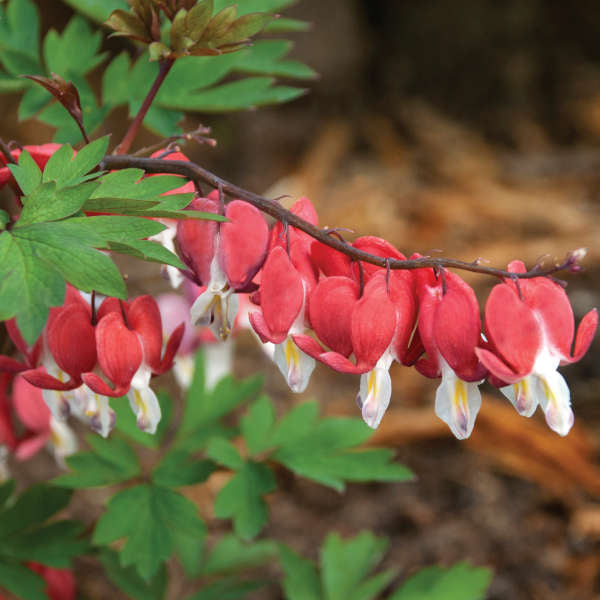 Dicentra spectabilis Valentine 