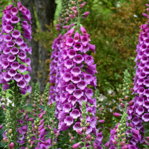 Digitalis Dalmation Purple 1 qt