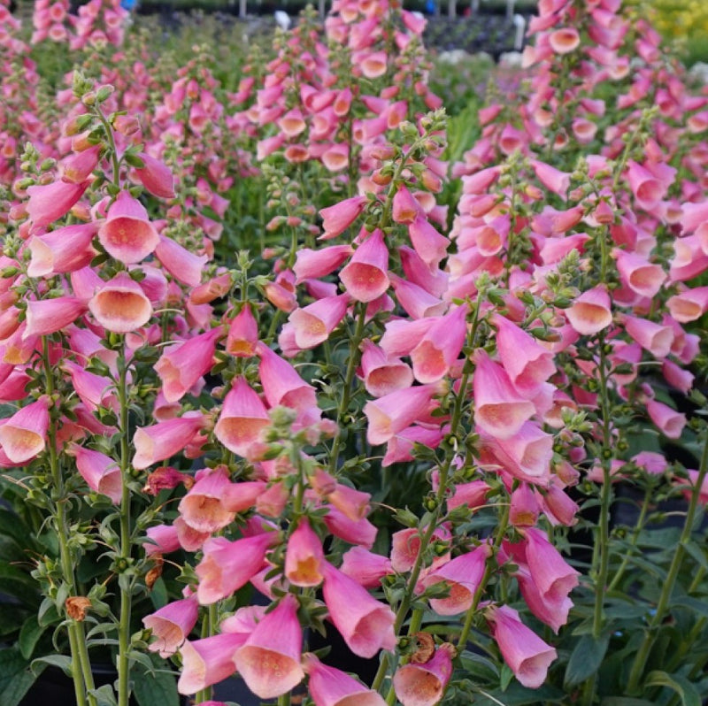 Digitalis Arctic Fox Rose 