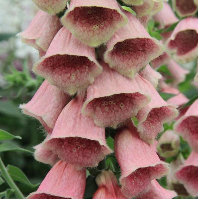 Digitalis mertonensis  1 qt