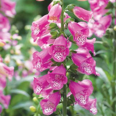 Digitalis x Pink Panther 1 qt