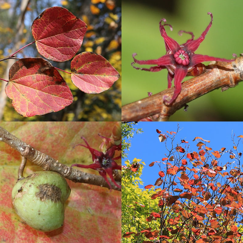 Disanthus cercidifolius 