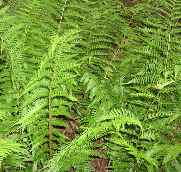 Fern-Dryopteris australis 