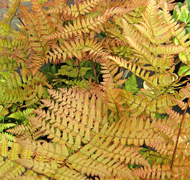 Fern-Dryopteris er Brilliance 