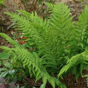 Fern-Dryopteris goldiana 