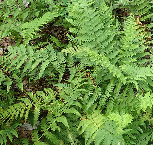 Fern-Dryopteris marginalis 