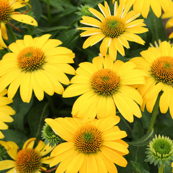 Echinacea Sombrero Lemon Yellow 