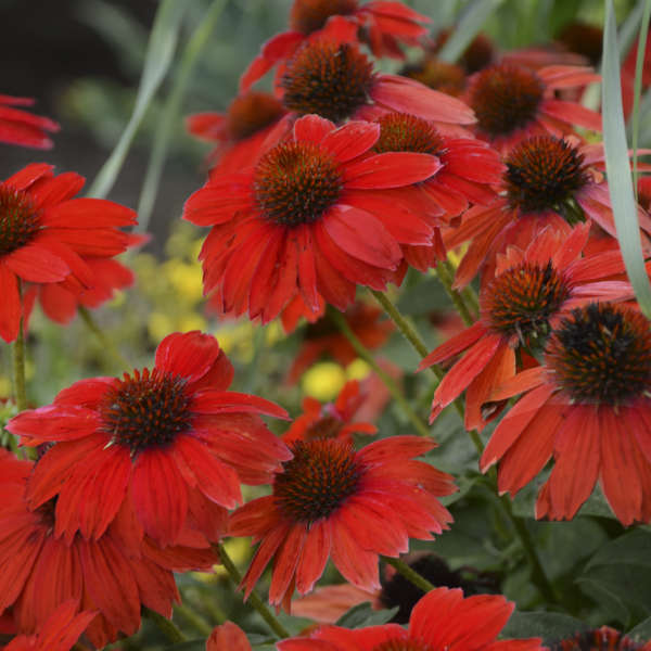 Echinacea Sombrero Salsa Red 