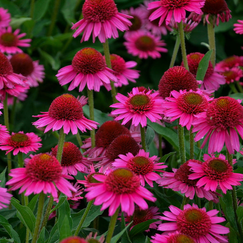 Echinacea Delicious Candy 