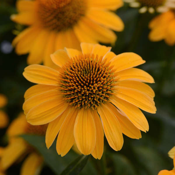 Echinacea Sombrero Granada Gold 