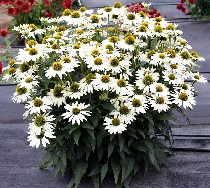 Echinacea KISMET White 