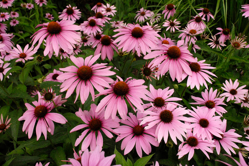 Echinacea Magnus 1 qt