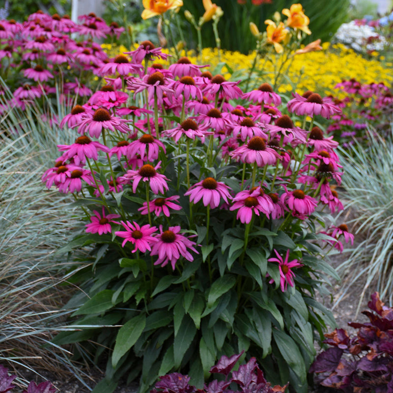 Echinacea Purple Emperor 