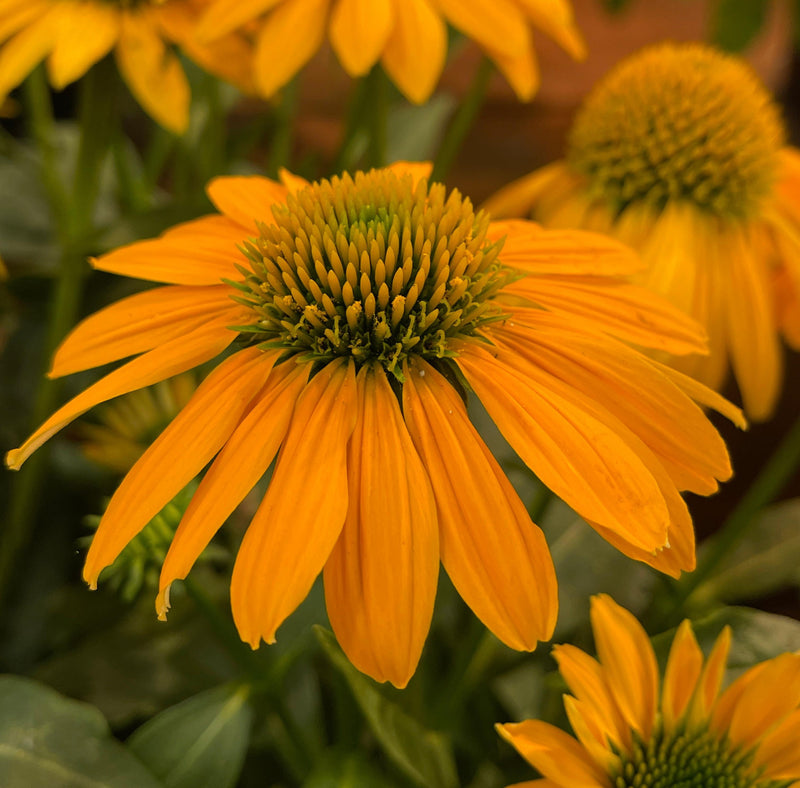 Echinacea Artisan™ Yellow Ombre 