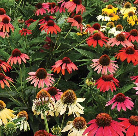 Echinacea Cheyenne Spirit 